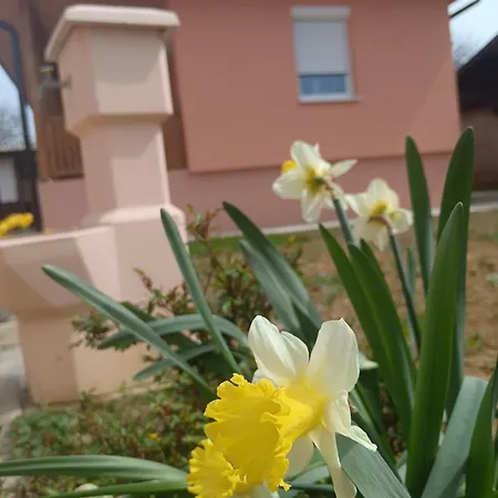 Stojkovic *