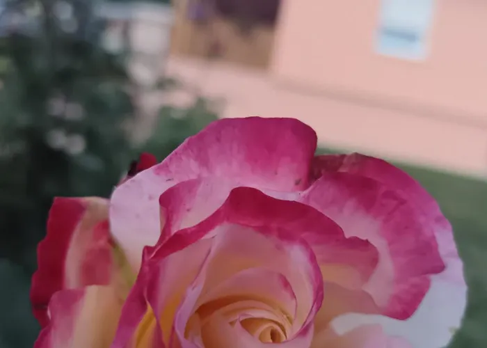 Stojkovic 브르드니크