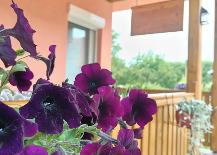 Stojkovic * ורדניק